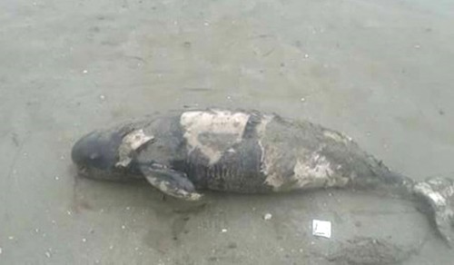 Cá heo chết có dấu hiệu bị sức ép do ngư dân đánh mìn khai thác thuỷ sản trái phép trên biển.