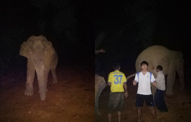 Người dân Nghệ An trêu đùa voi rừng trong đêm