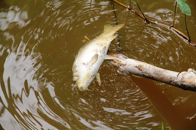 Nguyên nhân cá chết được xác định là do nhiễm vi khuẩn Aeromonas sobria. 