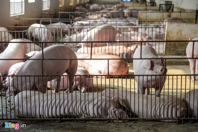 Xuất khẩu thịt lợn sang Trung Quốc là một trong những giải pháp quan trọng giúp giải quyết tình trạng giá lợn lao dốc hiện nay. 