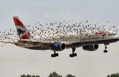 Các nhà khoa học nội sẽ sản xuất 'máy đuổi chim' ở sân bay