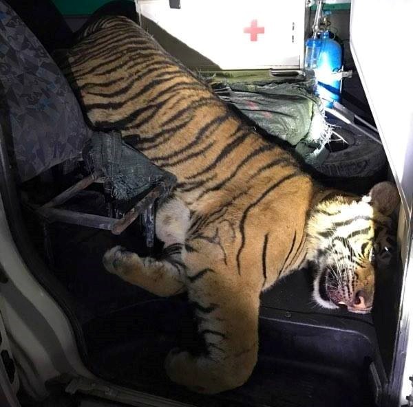 Cá thể hổ được phát hiện trên xe cứu thương. 