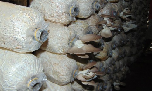 Mỗi tai nấm có trọng lượng từ 40 - 80 gram. 
