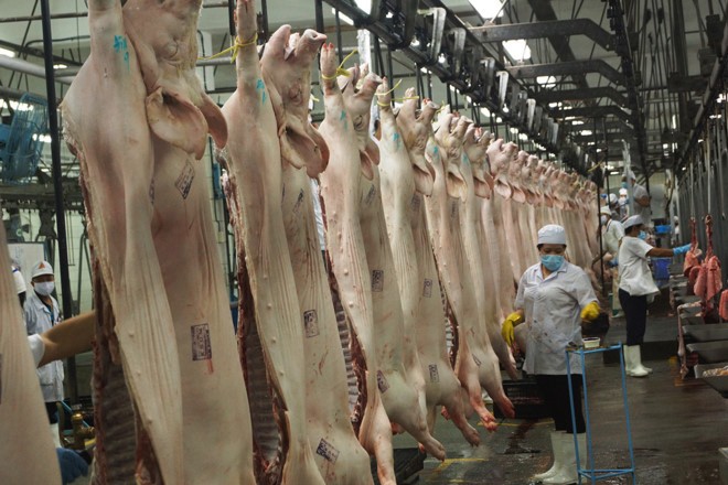 Giá lợn hơi đã xuống thấp dưới 30.000 đồng/kg từ đầu năm và chưa có dấu hiệu dừng lại.