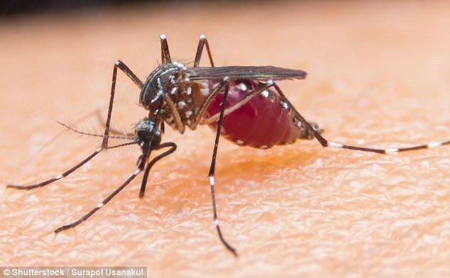 WHO hy vọng loại bỏ hoàn toàn bệnh sốt rét vào năm 2040. Ảnh: Shutterstock/Surapol Usanakul.