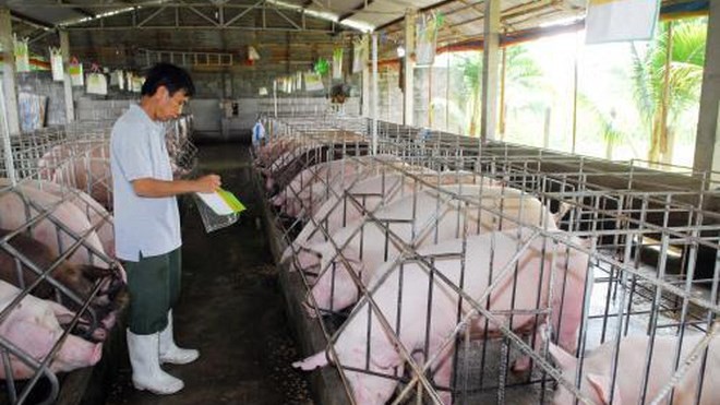Giá lợn hơi thấp kỷ lục: Hà Nội thiệt hại 1.500 tỷ đồng