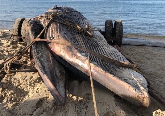 Cá voi 15 tấn dạt vào biển Mũi Né