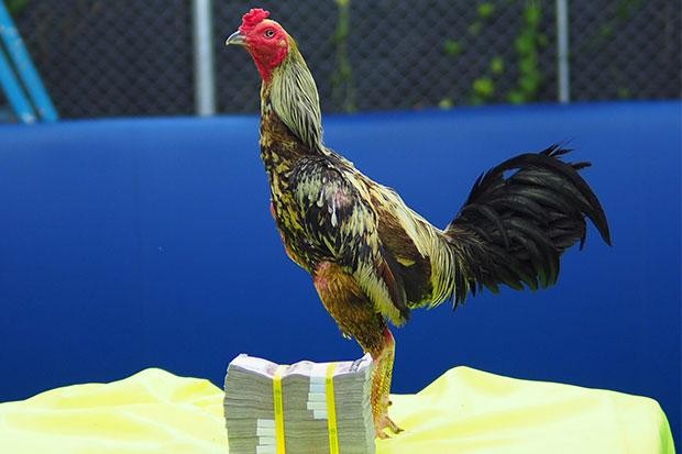 Con gà chọi được bán với giá 1 triệu baht.