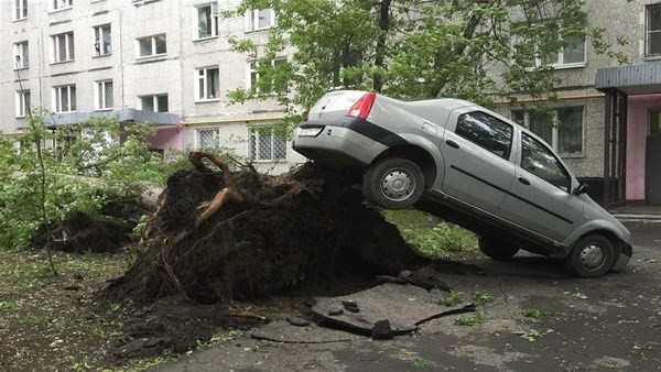 Một cây lớn bị bật gốc sau khi bão tràn qua thủ đô Moskva. 