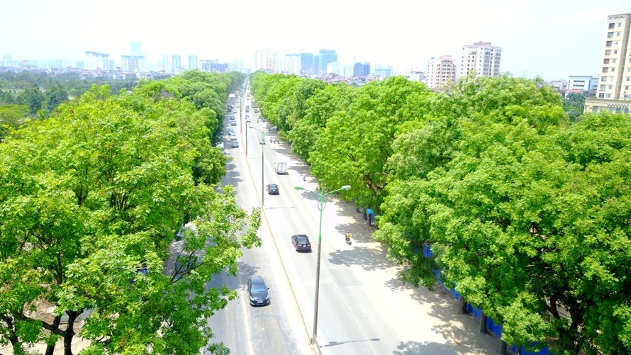 Hàng cây xanh trên đường Phạm Văn Đồng sắp phải di dời và chặt hạ. (Ảnh: Reatimes)