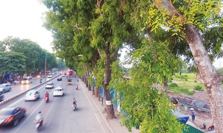 Cây xanh trên đường Phạm Văn Đồng liệu có nằm trong tầm ngắm?