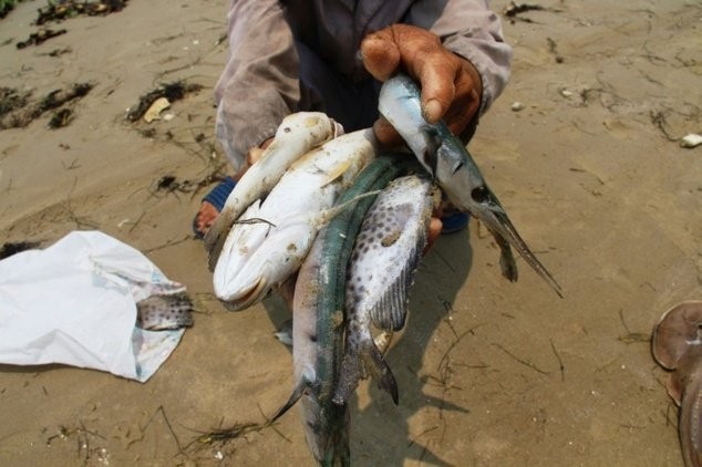Hoàn tất bồi thường thiệt hại sự cố môi trường biển trong tháng 6 