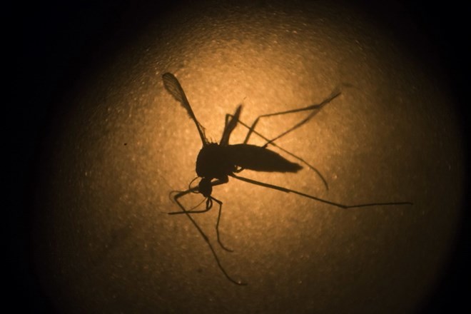 Muỗi Aedes aegypt là thủ phạm gây ra bệnh sốt xuất huyết. (Nguồn: AP/TTXVN)