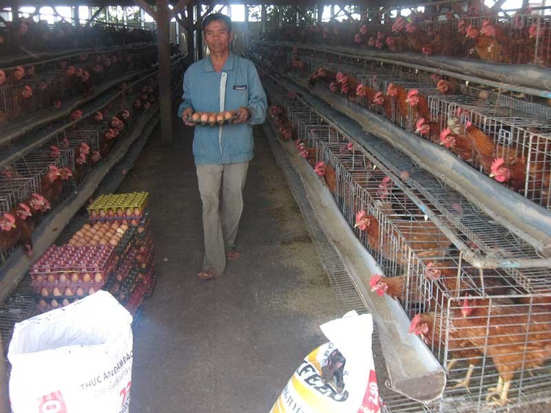 Muốn xuất khẩu thịt gà phải có chuỗi sản xuất khép kín đến sản phẩm cuối cùng, bảo đảm an toàn dịch bệnh.