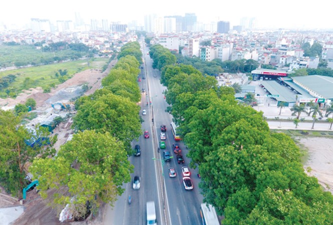 Kinh phí dịch chuyển hơn 1.200 cây xà cừ cổ thụ trên đường Phạm Văn Đồng sẽ được dành để trồng mới 20.000 cây xanh mới có đường kính 25 - 30cm. 
