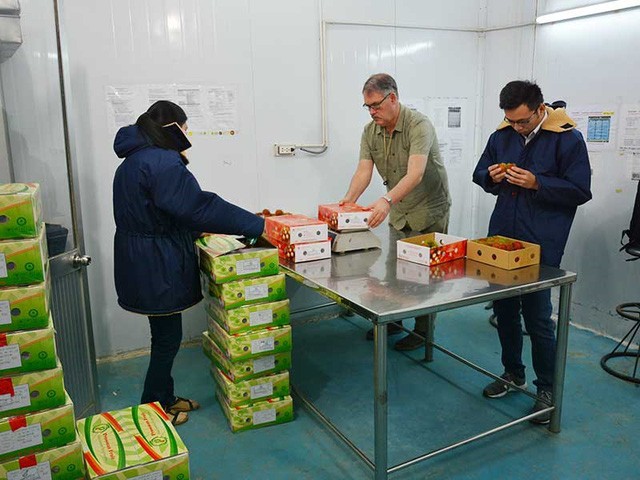 Chuyên gia của Cục Quản lý thực phẩm và dược phẩm Mỹ (FDA) đang kiểm tra trái cây Việt trước khi đưa vào chiếu xạ. 