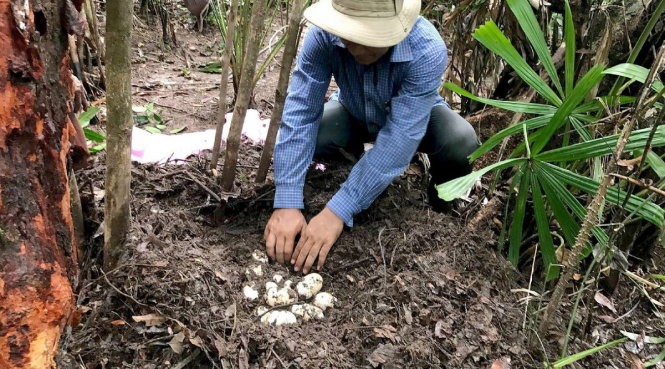 Tổ chức bảo tồn Wildlife Conservation phát hiện ổ 19 trứng cá sấu xiêm tưởng đã tuyệt chủng ở gần Koh Kong, Campuchia - Ảnh: AFP