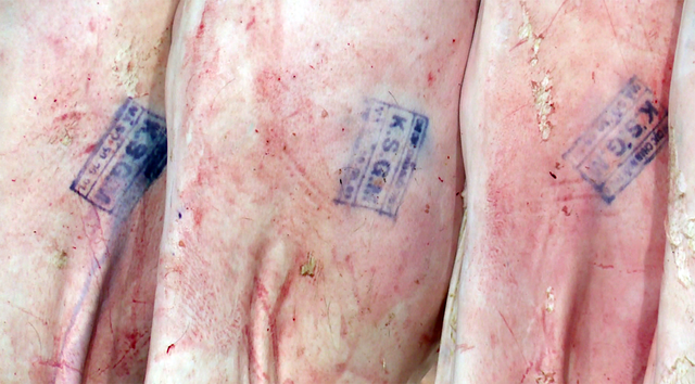 Việc đeo vòng truy xuất nguồn gốc nhằm ngăn chặn thịt heo bẩn tuồn về TP tiêu thụ.