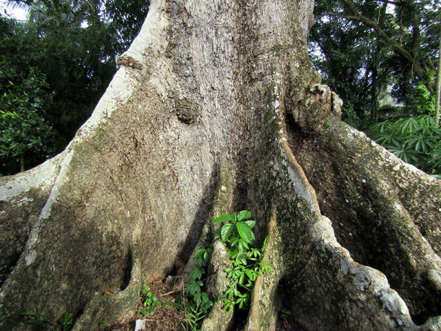 Gốc của cây bàng 700 tuổi.