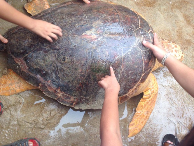 Quảng Trị: Rùa biển quý hiếm mắc lưới ngư dân
