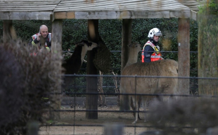 Hỏa hoạn tại sở thú London: Nhiều thú chết và mất tích, 8 người bị thương