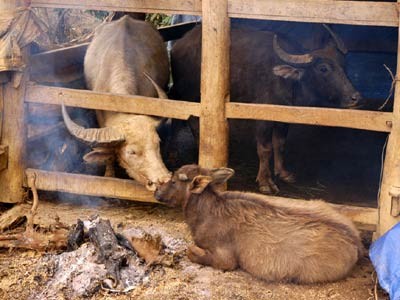 Yên Bái: Hàng loạt gia súc chết rét khiến người dân mất tiền tỷ