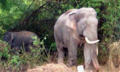 Đồng Nai: Đàn voi rừng tràn vào ấp phá hoại hoa màu