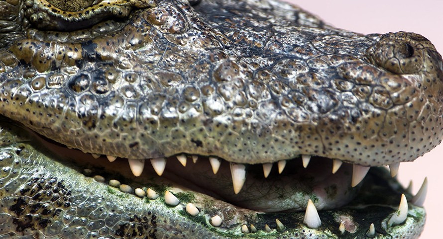 Mỹ: Cứu sống chó cưng, người phụ nữ tử vong do bị cá sấu tấn công