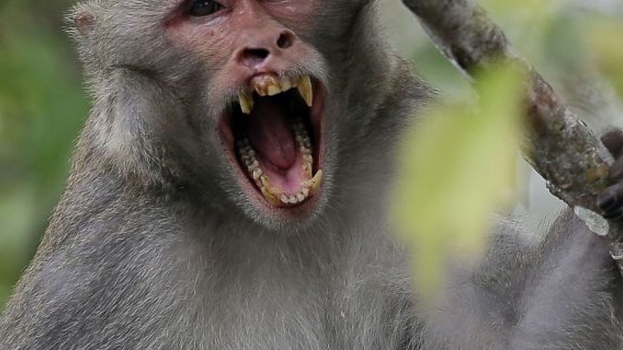 Ấn Độ: Người đàn ông tử vong do bị đàn khỉ tấn công bằng gạch