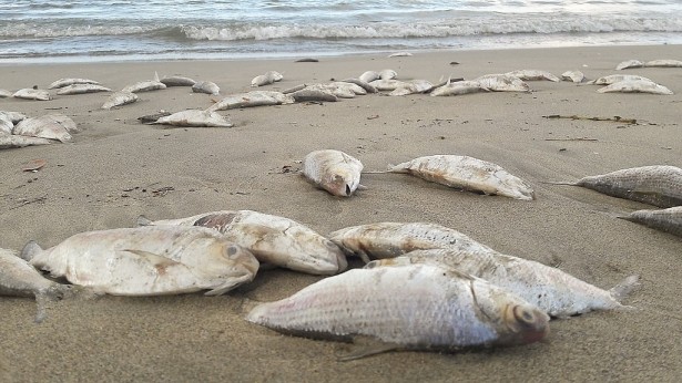 Đã xác định nguyên nhân cá chết hàng loạt ở Đà Nẵng