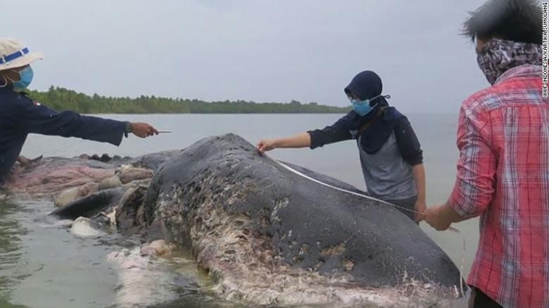Phát hiện hơn 1.000 mảnh nhựa bên trong xác cá voi tại Indonesia 
