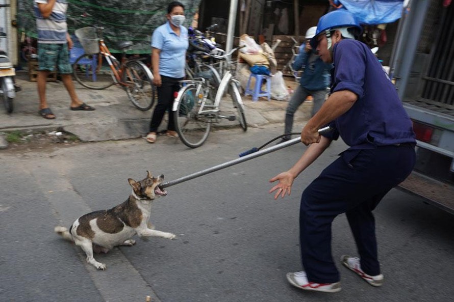 Hà Nội: Đội săn bắt chó thả rông chuyên nghiệp hoạt động từ 2019