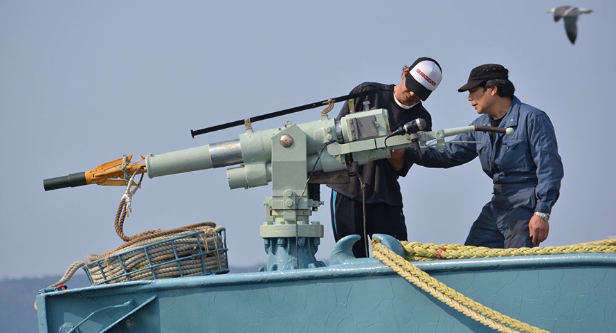 Ngư dân Nhật Bản sử dụng súng phóng lao để săn bắt cá voi. Ảnh: Sputnik