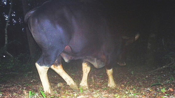 Hình ảnh một cá thể bò tót được chụp lại bằng bẫy ảnh. Ảnh: Việt Nature