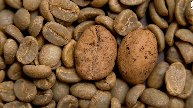 Cây cà phê đứng trước nguy cơ tuyệt chủng ngoài tự nhiên