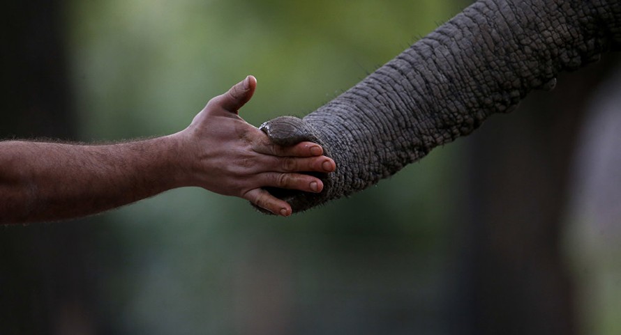 Tòa án Ấn Độ ra lệnh phá hủy bức tường cản trở loài voi di cư