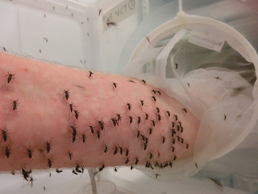 Khám phá ra loại thuốc ăn kiêng khiến muỗi ngưng hút máu người