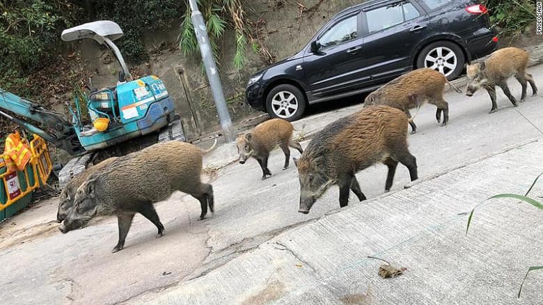 Người dân Hong Kong đối mặt với vấn nạn lợn rừng