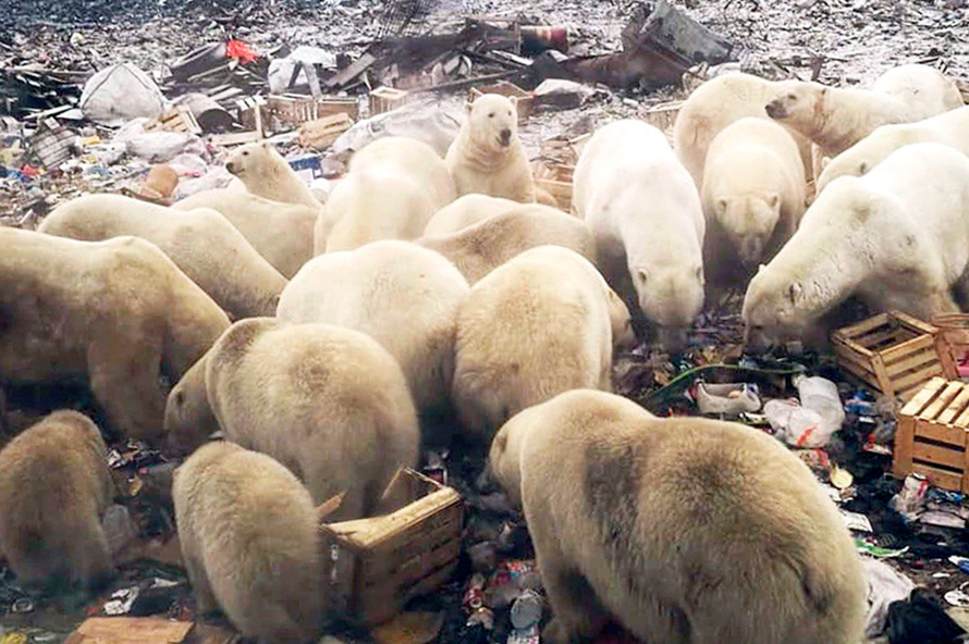 Sự xuất hiện ồ ạt của gấu Bắc cực đã khiến cuộc sống của người dân tại Novaya Zemlya bị đảo lộn. Ảnh: WTOP