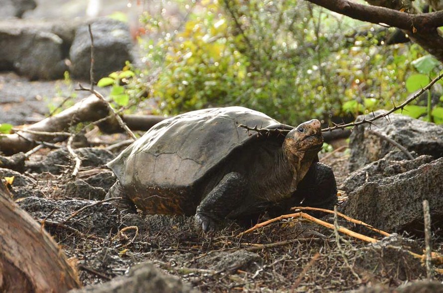 Loài rùa Galapagos 'tuyệt chủng' được tìm thấy sau 100 năm