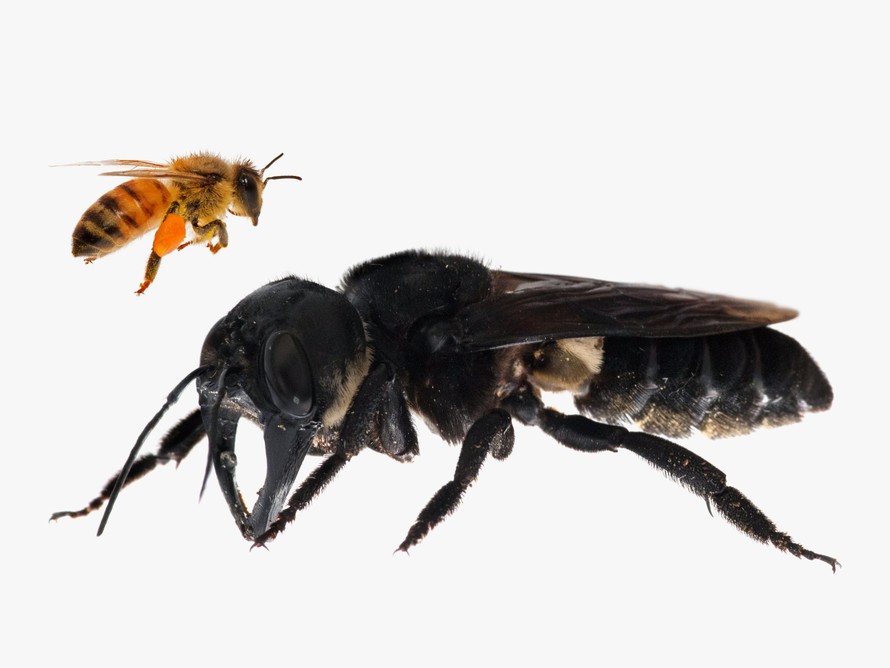Indonesia: Loài ong to bằng ngón tay cái lộ diện sau gần 38 năm