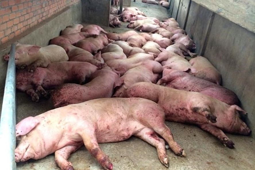 Giá đền bù thấp, nhiều hộ chăn nuôi 'bán chui' thịt lợn mắc dịch tả châu Phi