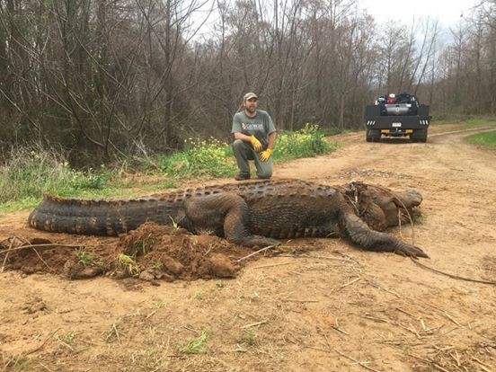 Con cá sấu khổng lồ được phát hiện tại bang Georgia. Ảnh: Twitter