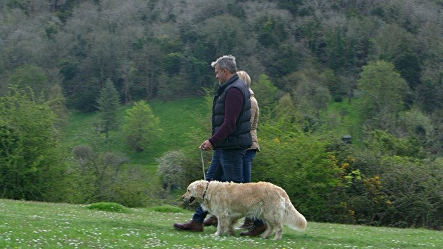 Dắt chó đi dạo có thể tăng nguy cơ gãy xương đối với người cao tuổi