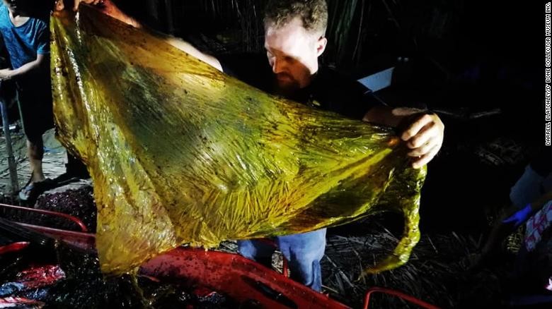  Darrell Blatchley, tìm thấy khoảng 40 kg bao tải gạo, túi tạp hóa,...trong dạ dày của con cá voi. Ảnh: CNN