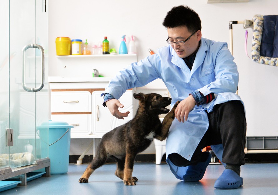 Trung Quốc: Chó nghiệp vụ nhân bản đầu tiên sẵn sàng huấn luyện