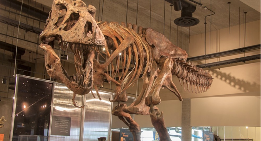 Hóa thạch 'vua' của khủng long bạo chúa được phát hiện tại Canada