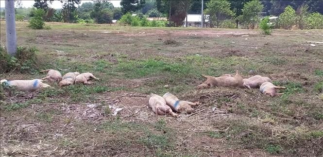 Cả chục con lợn bệnh chết vứt sát quốc lộ 14 ở Bình Phước