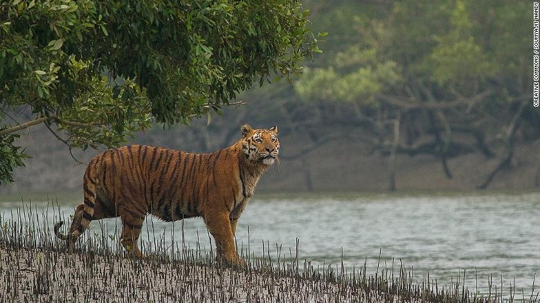 Môi trường sống bị đe dọa, hổ Bengal có nguy cơ tuyệt chủng