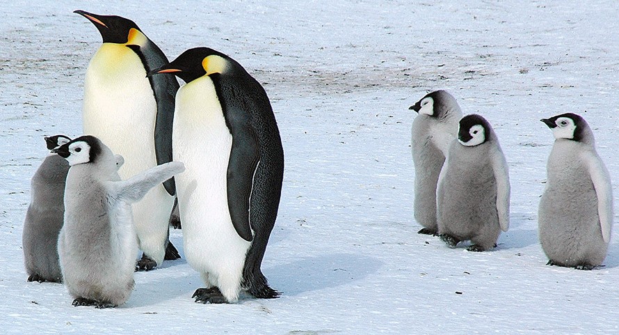 Chim cánh cụt hoàng đế đối mặt nguy cơ suy giảm số lượng